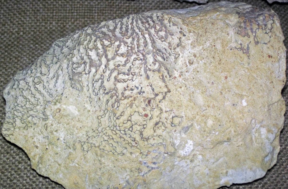 Calcified Coral fossil