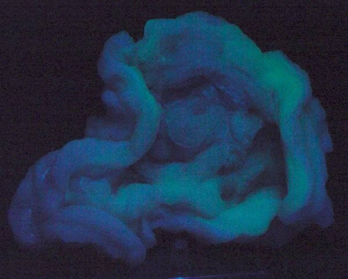 Chalcedony fluorescing green under short-wave ultraviolet light, Deming, New Mexico