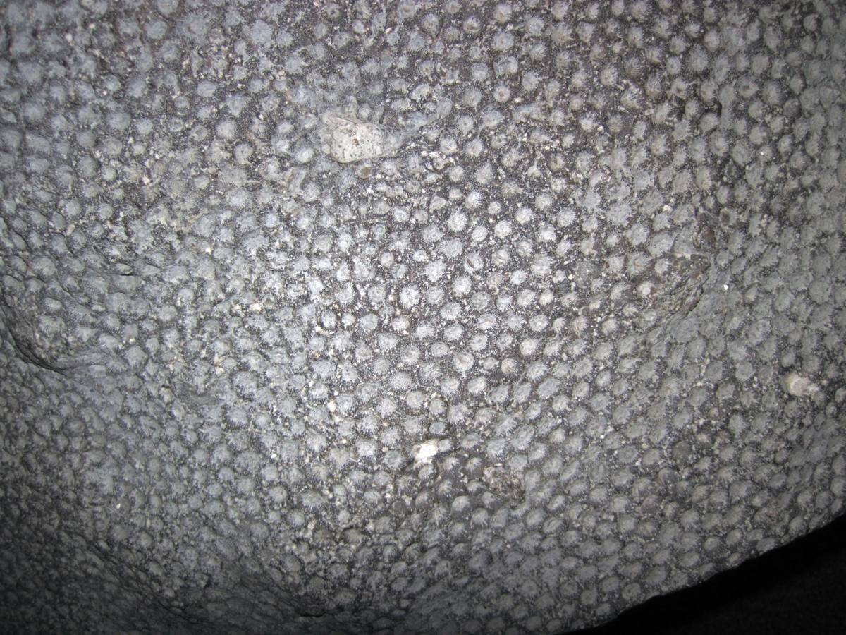 Charlevoix Stone fossil