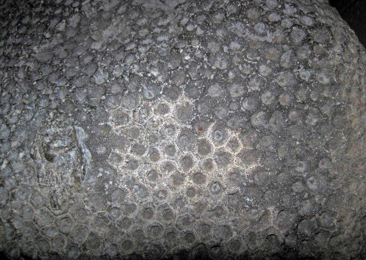 Charlevoix Stone fossil