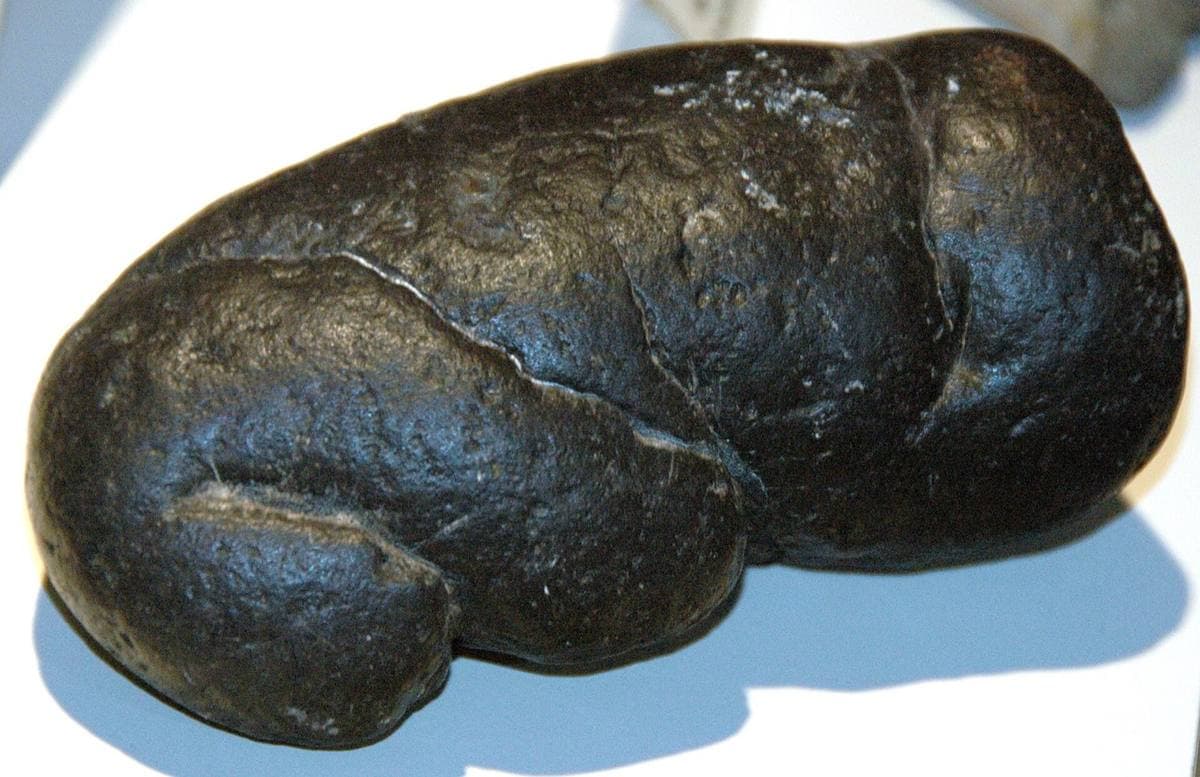 Shark coprolite, Miocene, coastal South Carolina