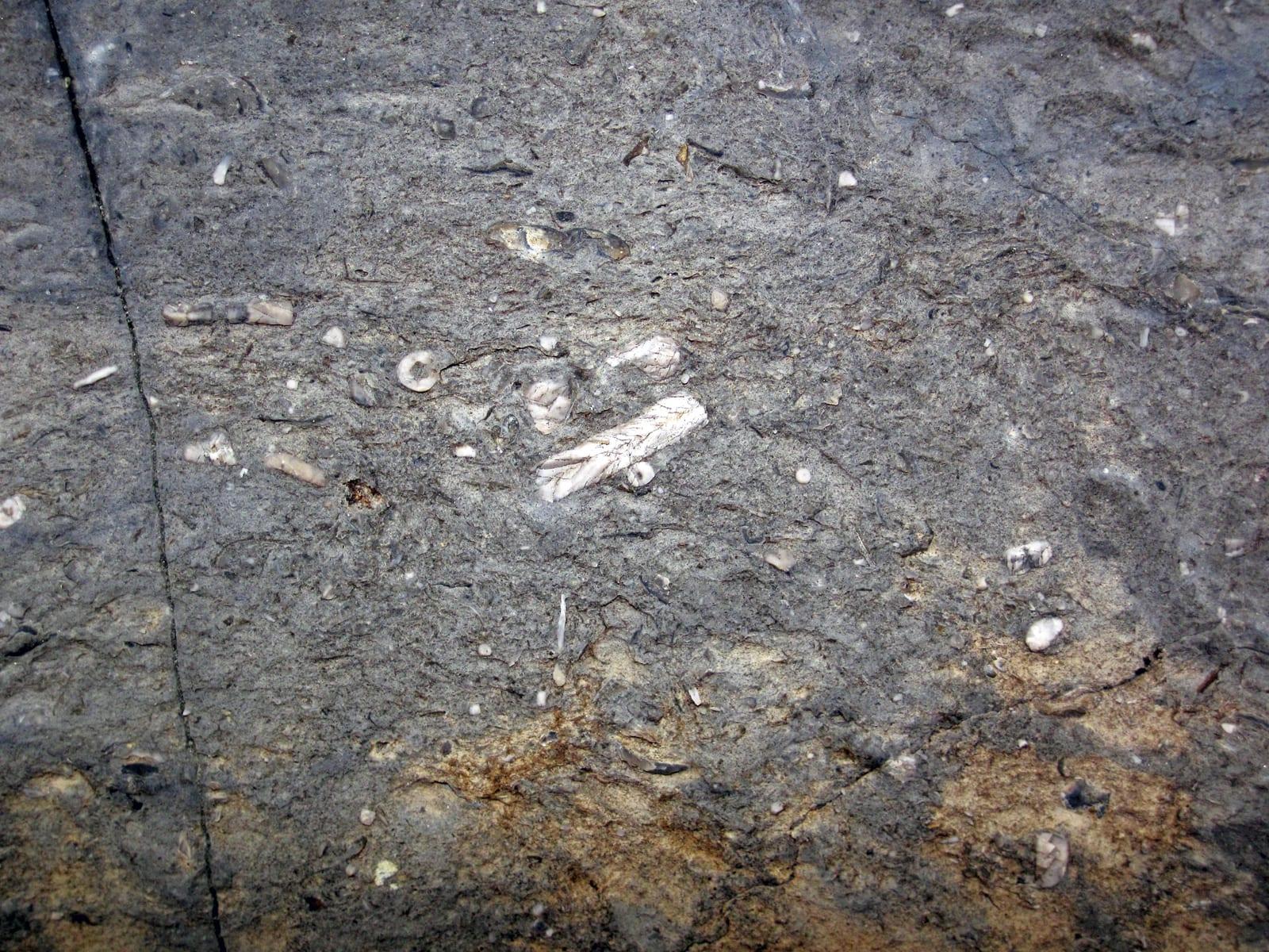 Crinoid Stems fossil