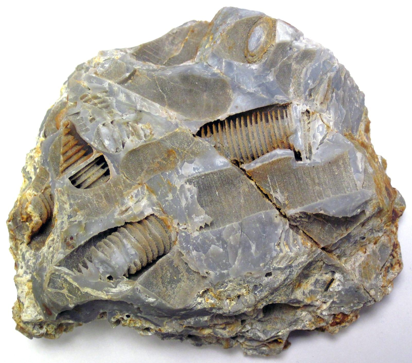Crinoidal Limestone sedimentary, Crinoidal vuggy chert (Carboniferous; limestone quarry near Komsomolske, southeastern Ukraine)