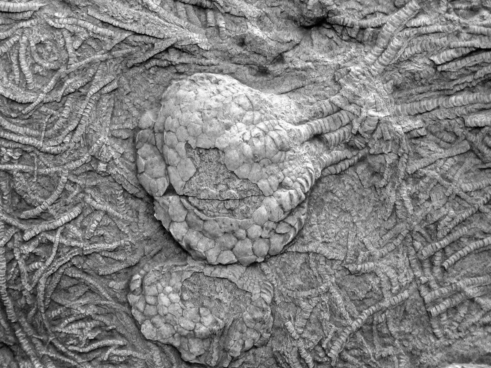 Crinoids fossil