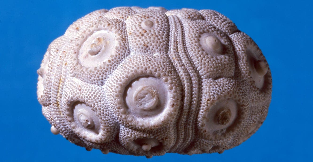 Echinoid Geode fossil