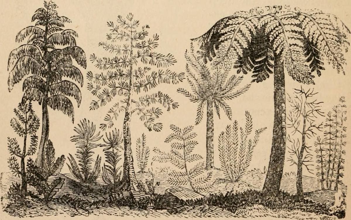 Fern Fossil fossil