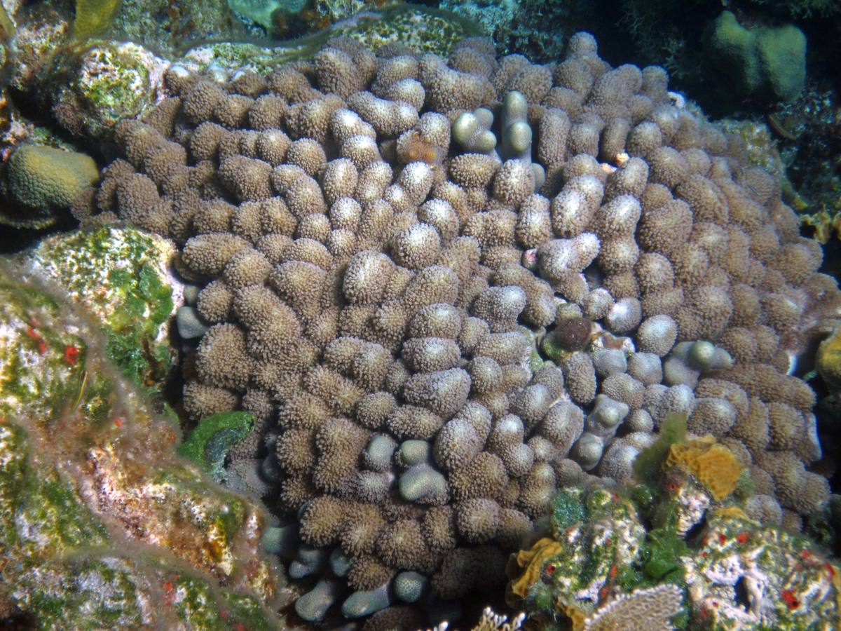 Finger Coral fossil