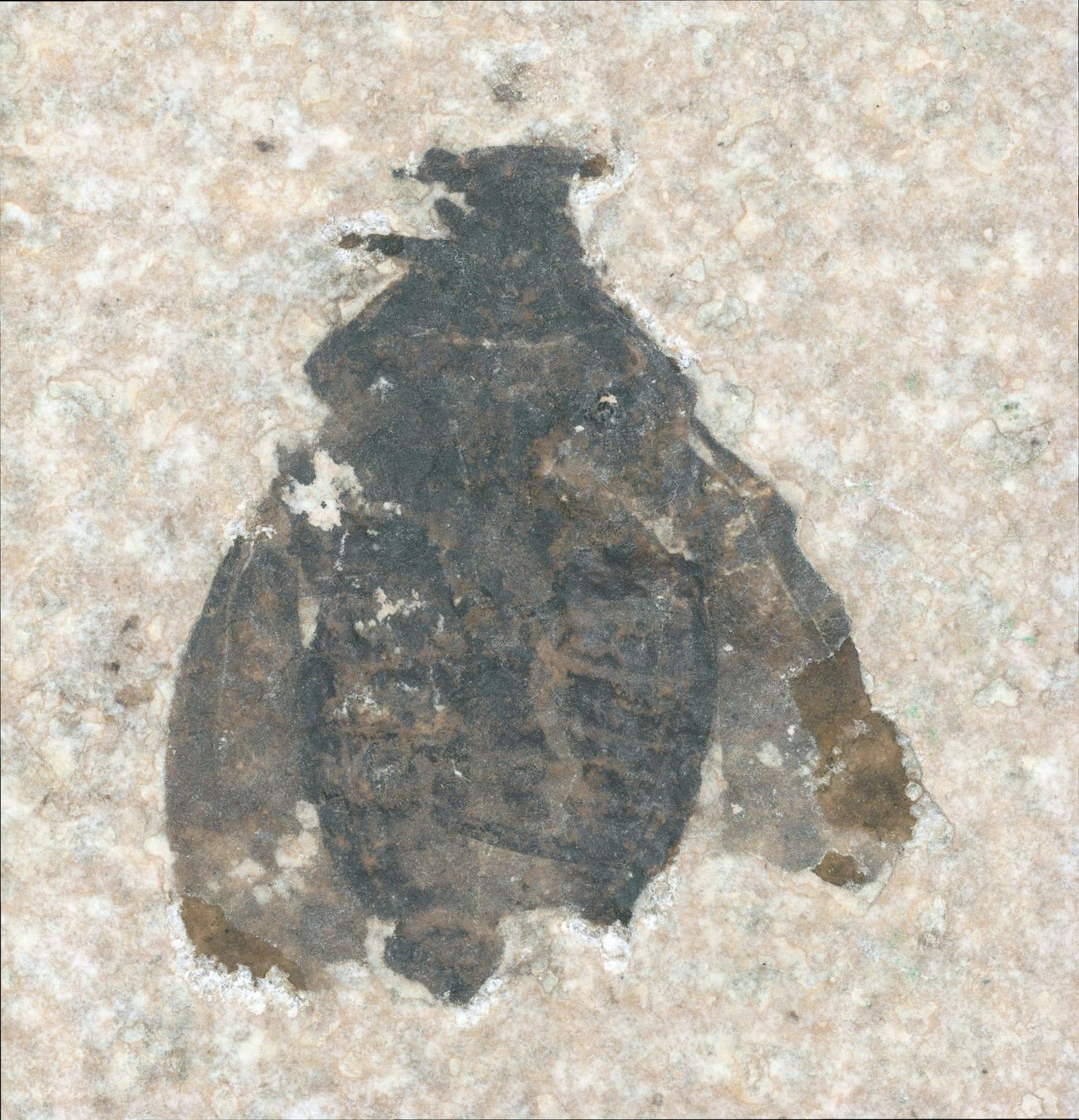 Fossil Insect fossil