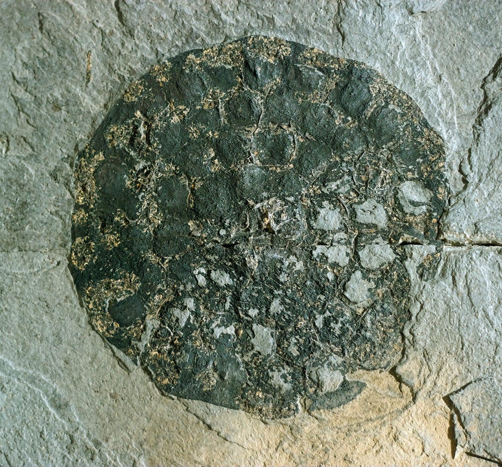 Fossil Plant