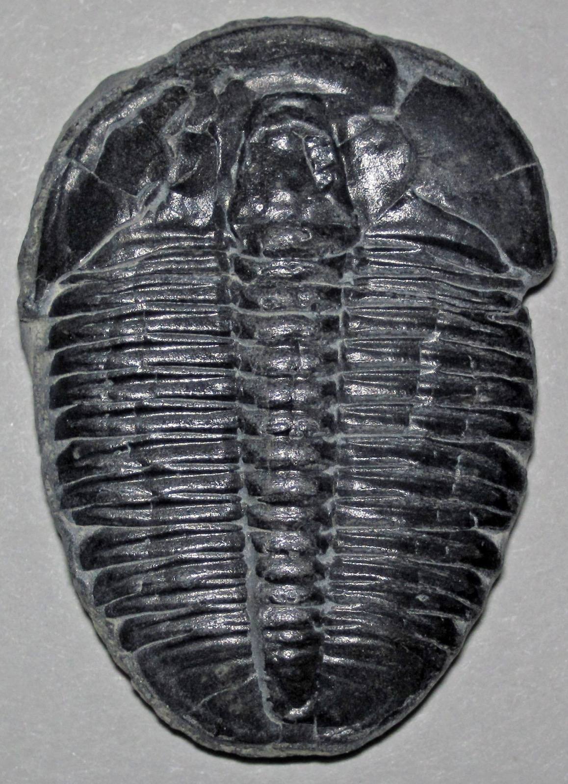 Elrathia kingii trilobite, Wheeler Formation, House Range, Utah