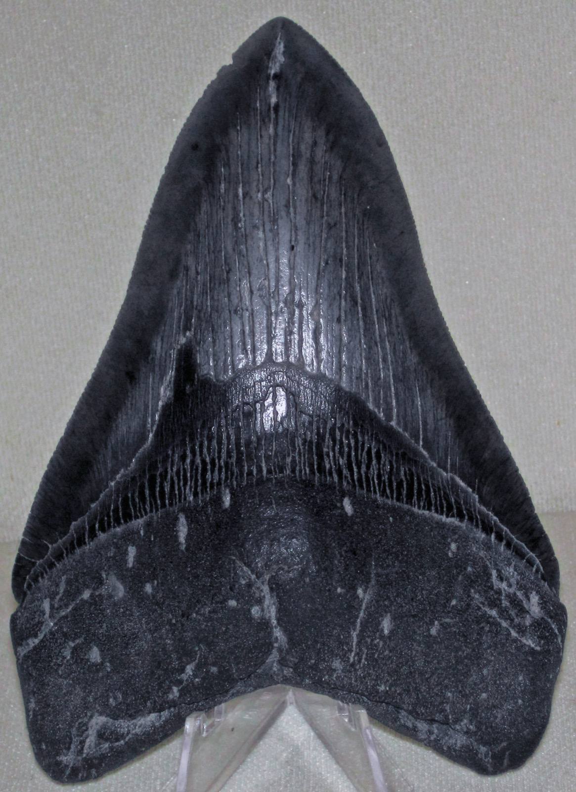 Fossil megalodon shark tooth, Beaufort, South Carolina