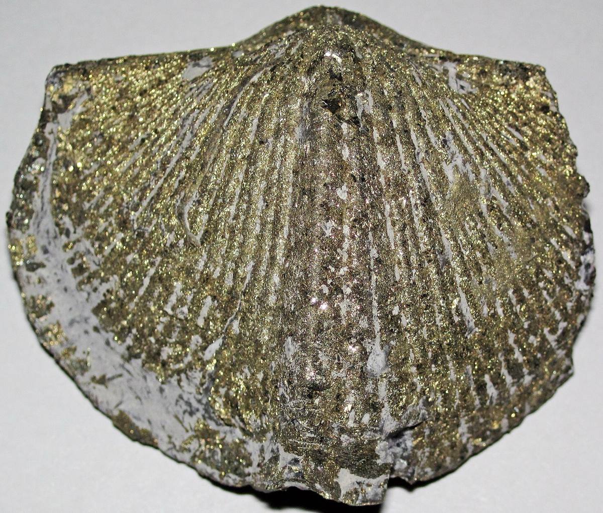 Pyritized brachiopod Paraspirifer bownockeri, Silica Formation, Ohio