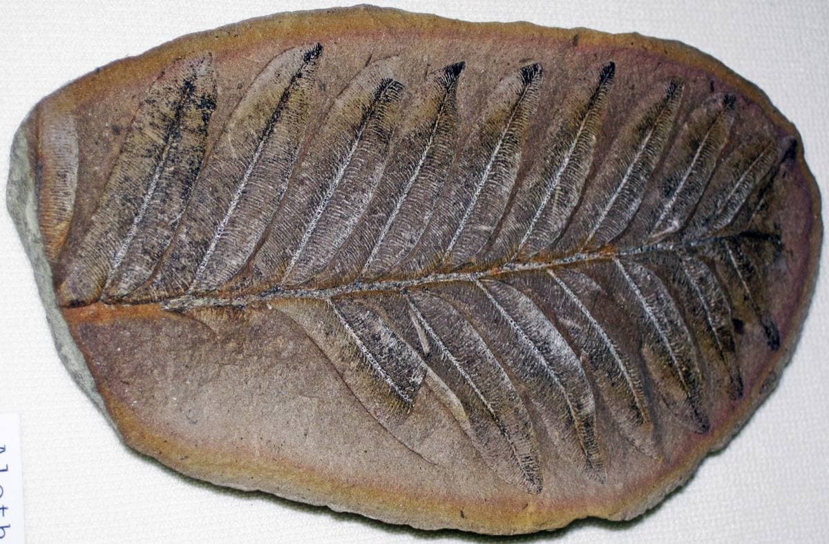 Fossilized Ferns