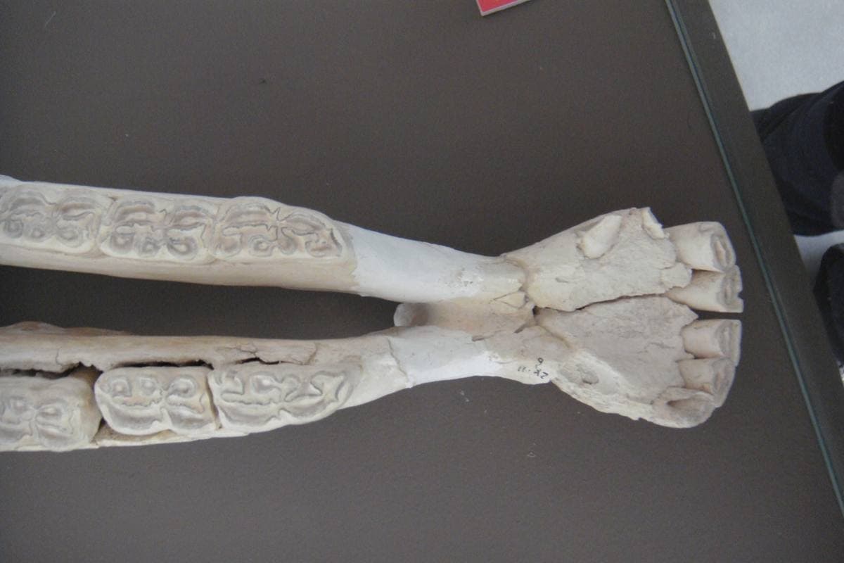 Fossilized Horse Bones
