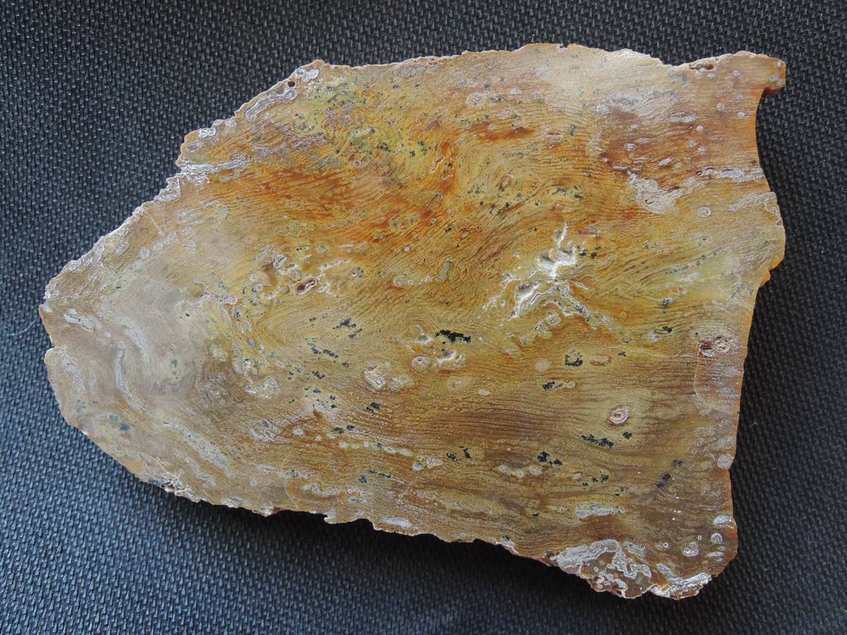 Fossilized Wood