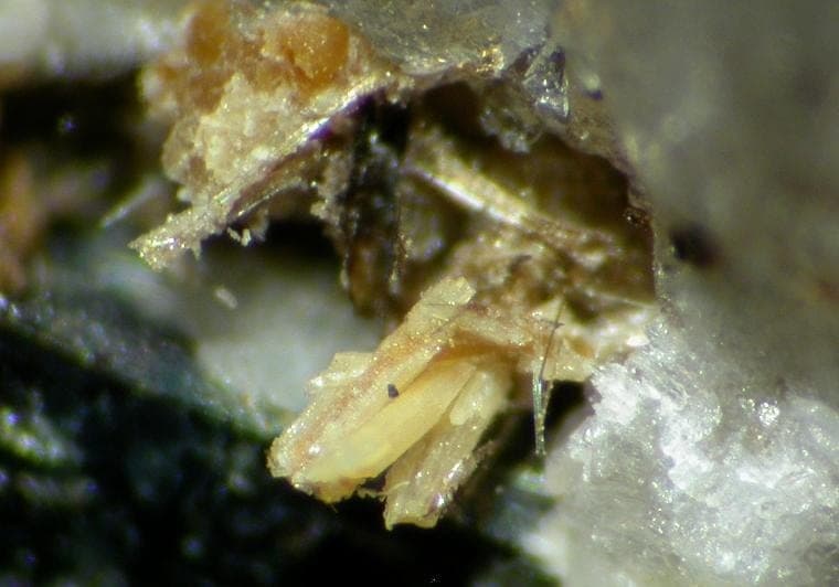 Gjerdingenite-Fe mineral