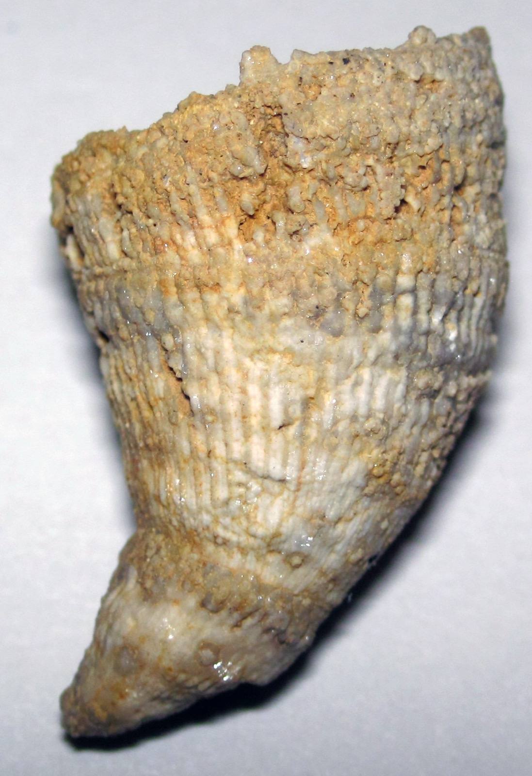 Horn Coral