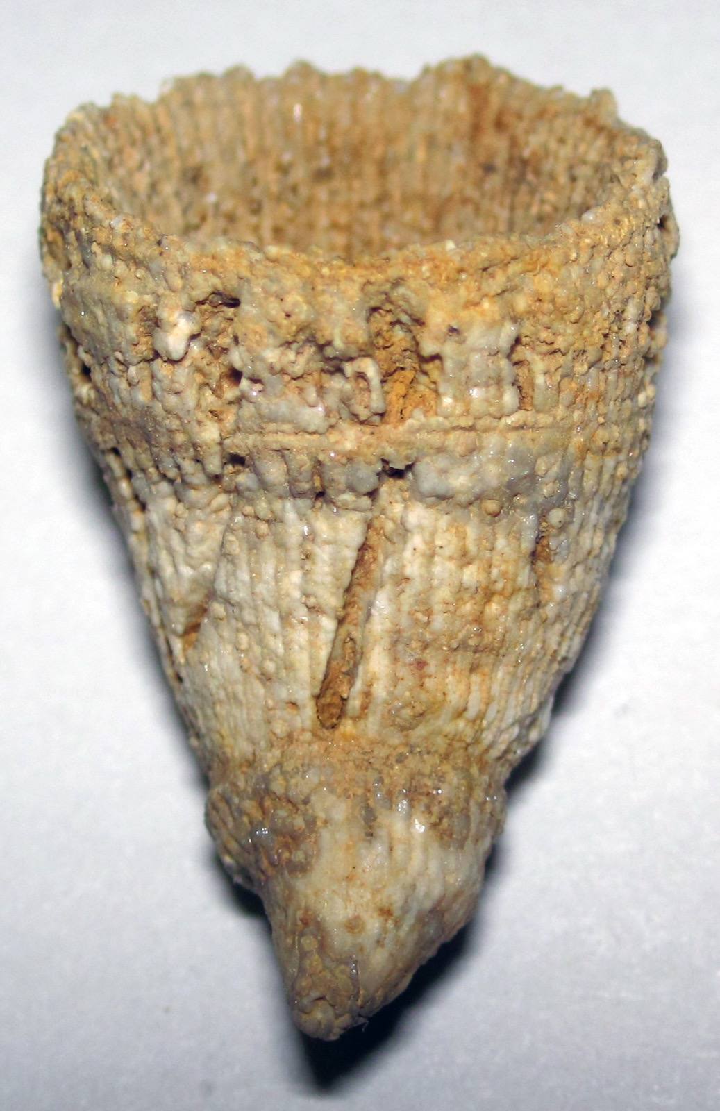 Horn Coral