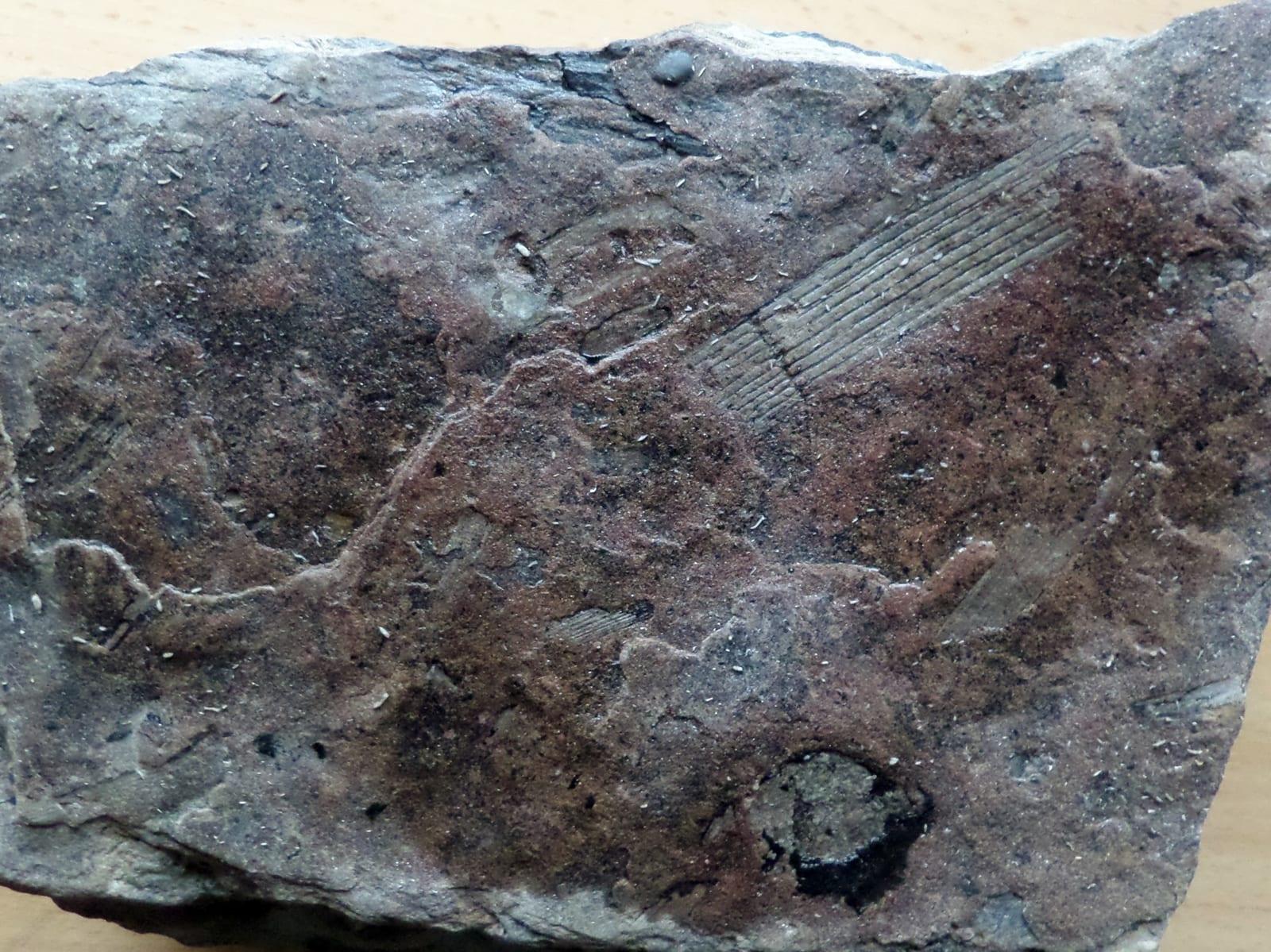 Calamites