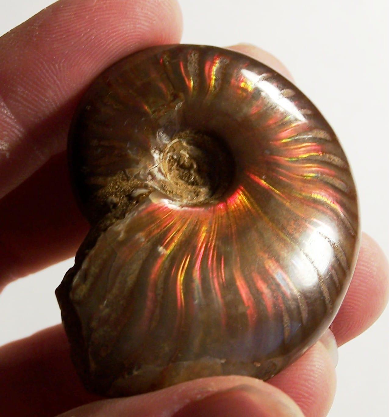 Iridescent Ammonite fossil