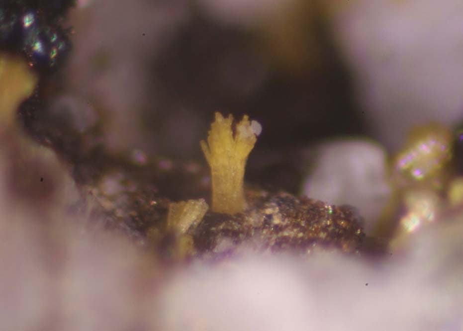 Jahnsite-(CaMnMn) mineral