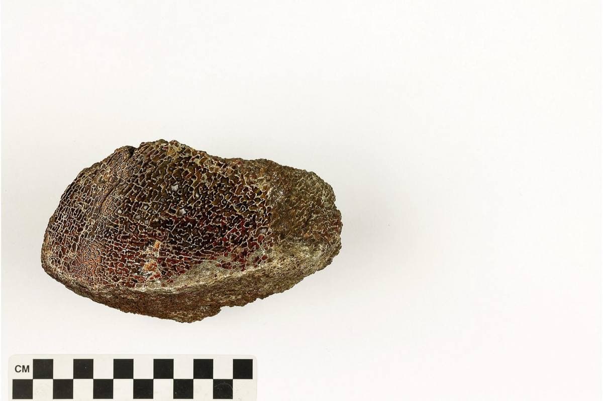 Jasperized Dinosaur Bone
