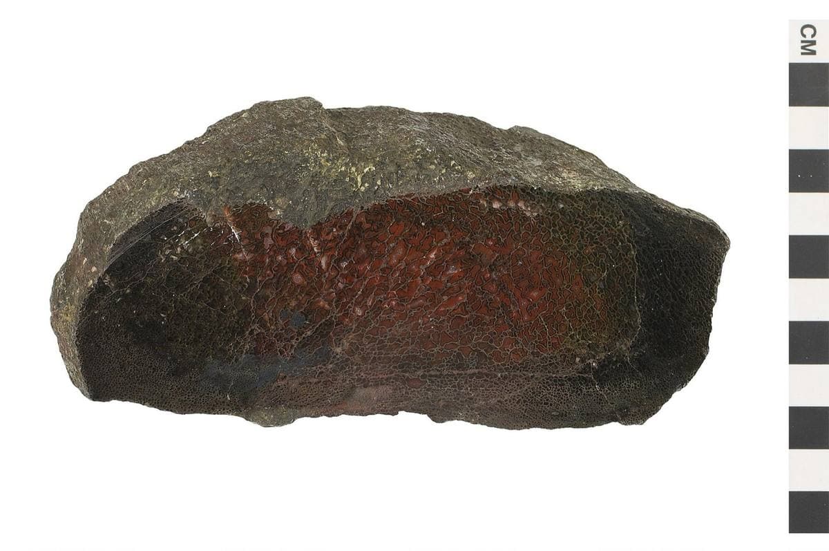 Jasperized Dinosaur Bone