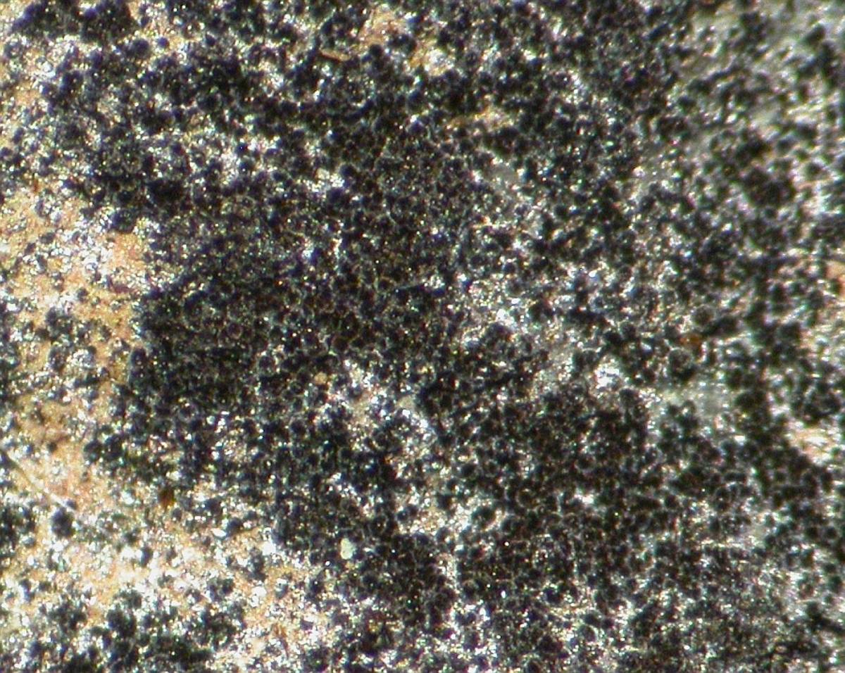 Black kazakhstanite crust