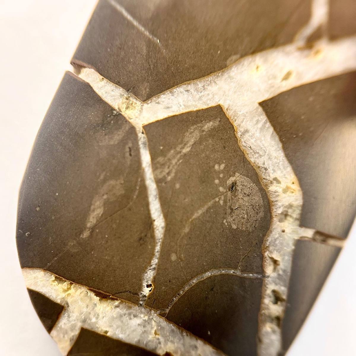 Slabbed septarian beach nodule, Holland, Michigan