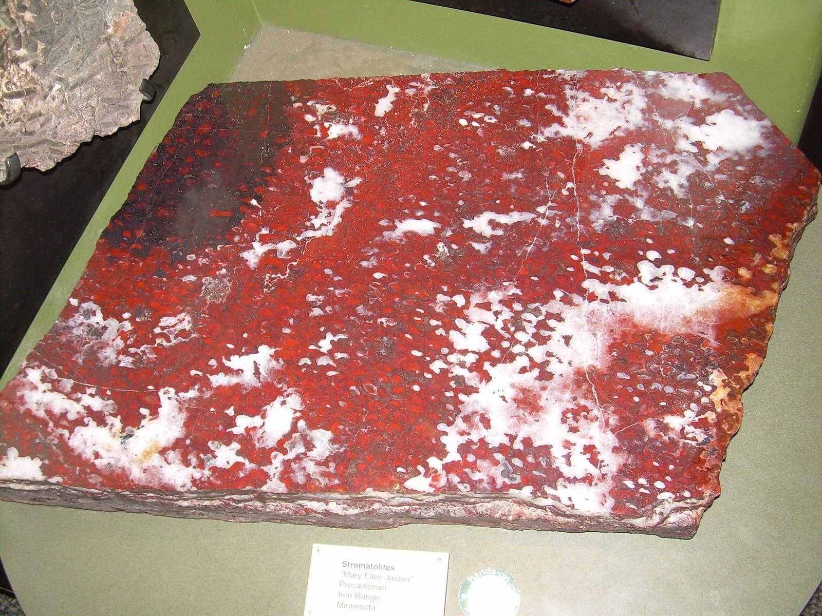 Mary Ellen Jasper fossil