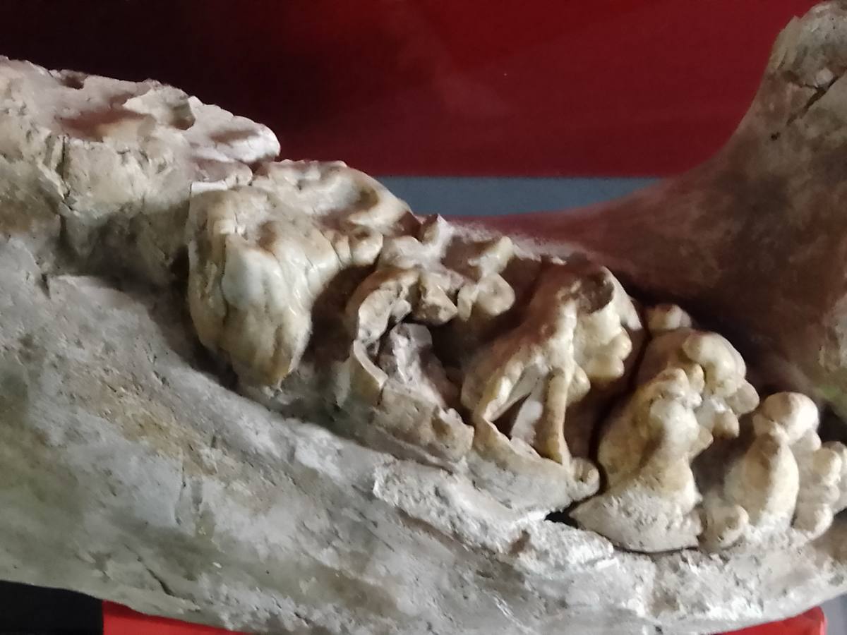 Mastodon Tooth