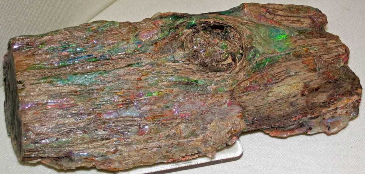 Opalized Wood