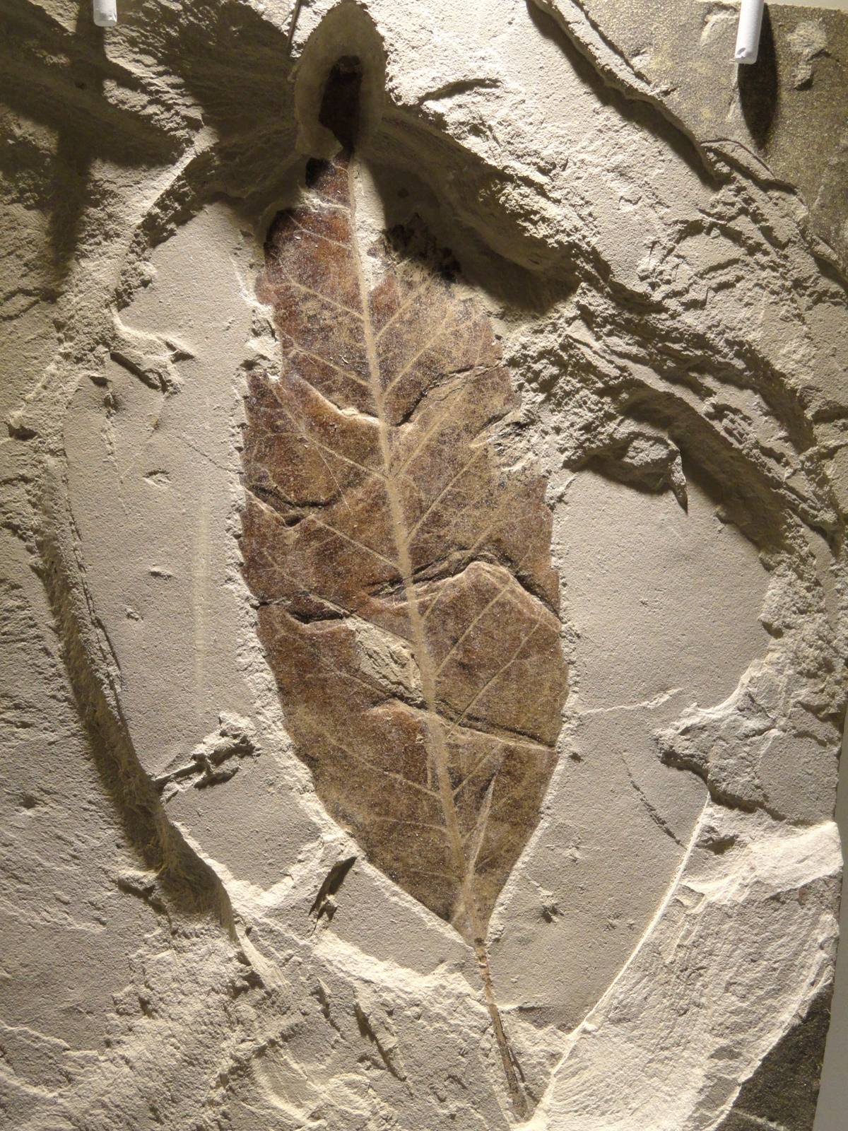 Plant Fossil