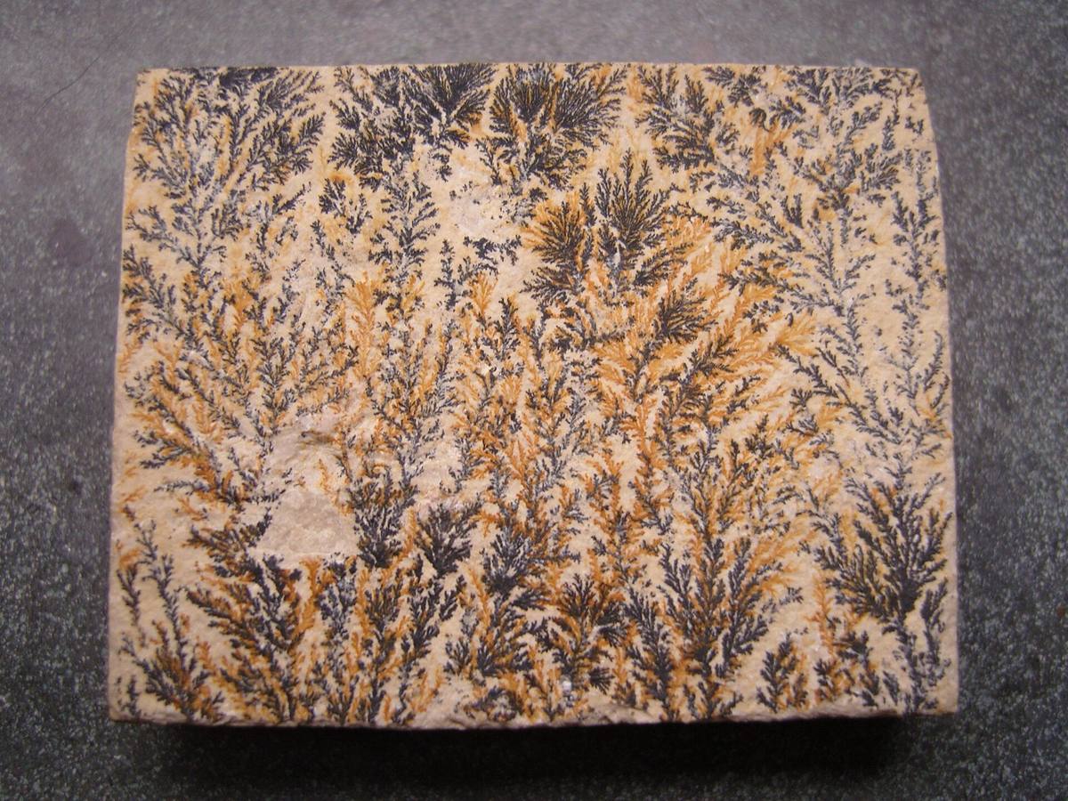 Manganese oxide dendrites on limestone, a pseudofossil often mistaken for a plant
