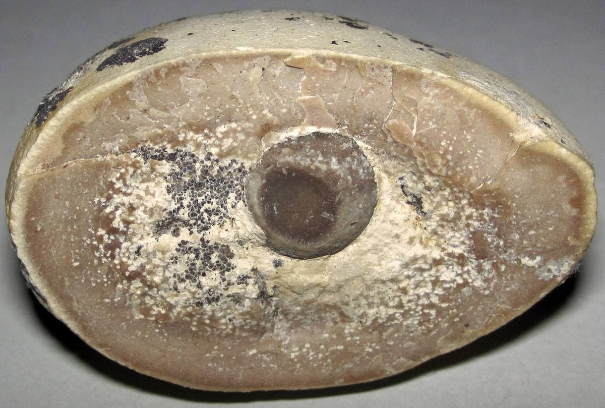 Second cross-section of a Green River silica concretion, Utah