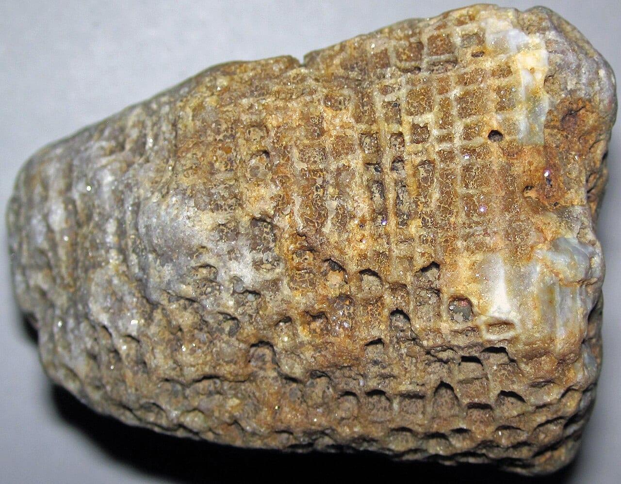Red Silicified Coral fossil, Silicified favositid coral (Middle Paleozoic; Salt Creek gravel bar clast, Haynes, Ohio, USA)
