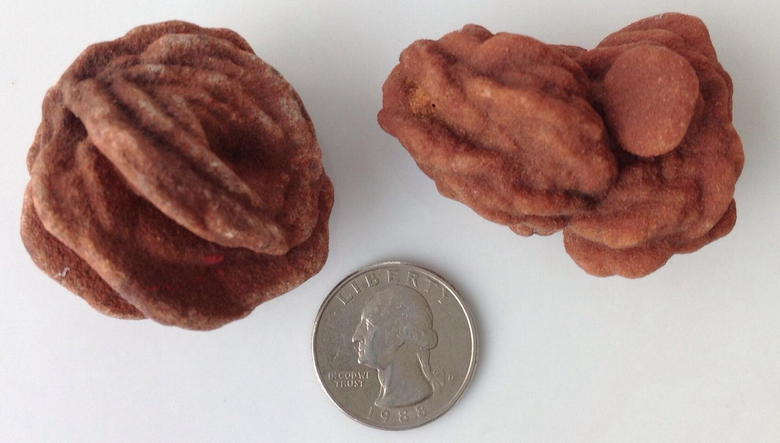 Two red-brown rose rocks from Cleveland County, Oklahoma, beside a US quarter