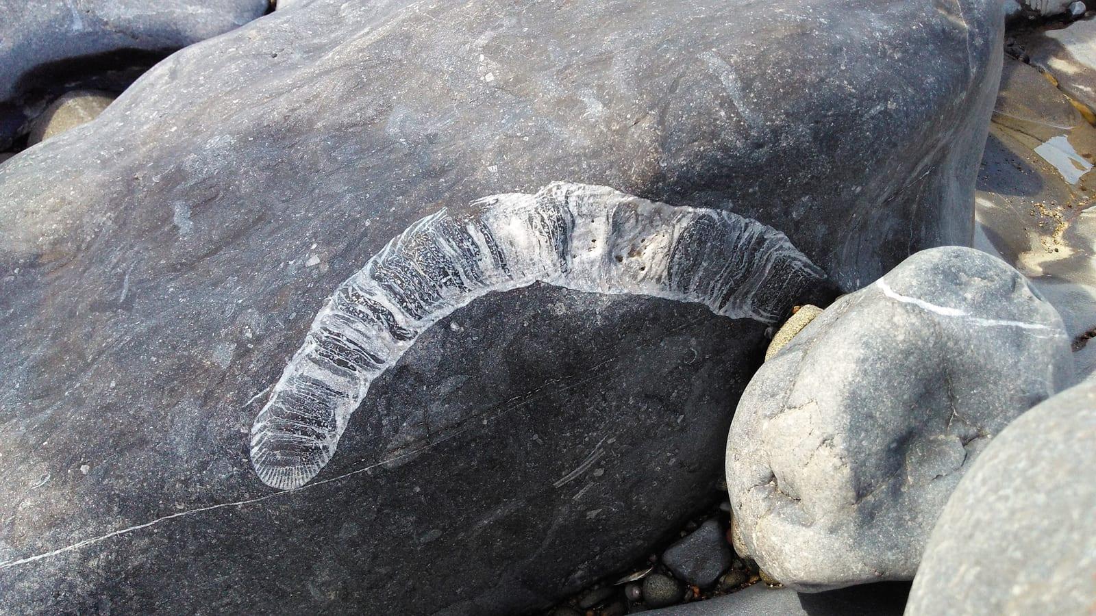 Rugose Coral fossil