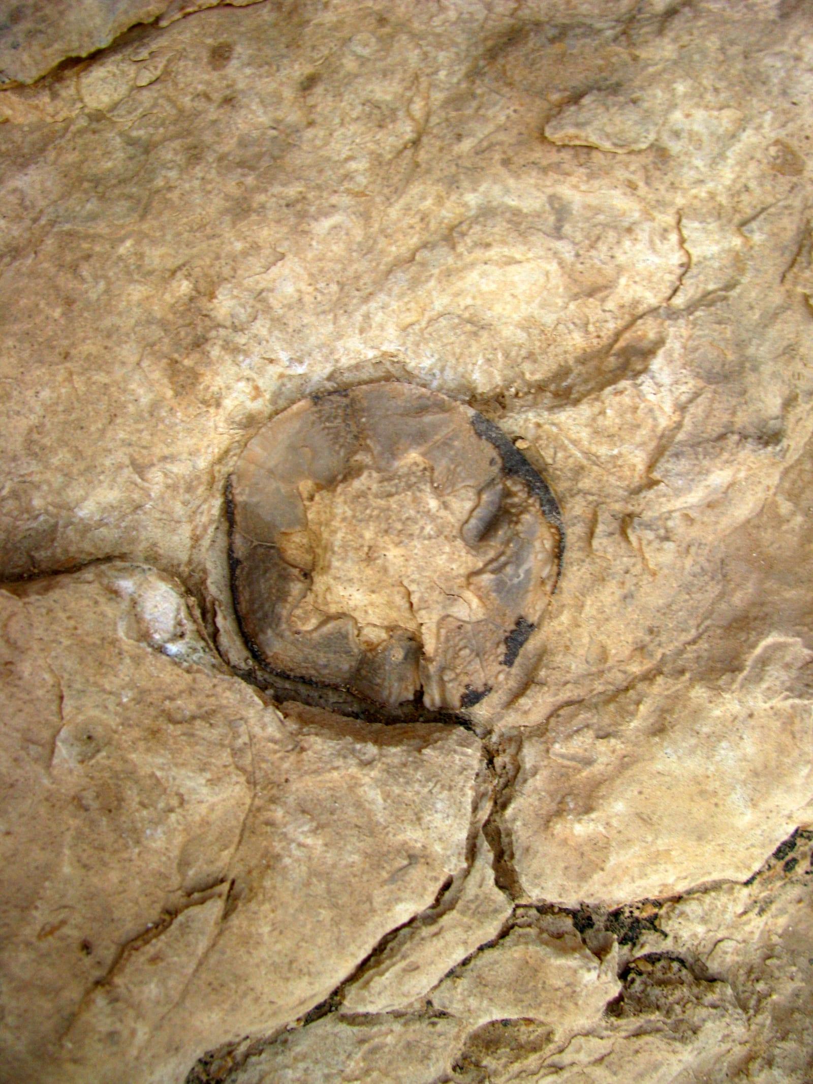 Sand Dollar Fossil fossil
