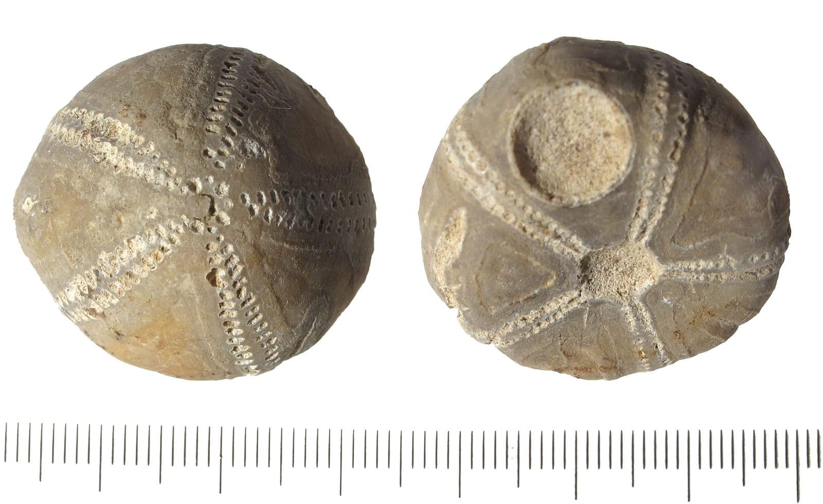 Sea Urchin Fossil fossil