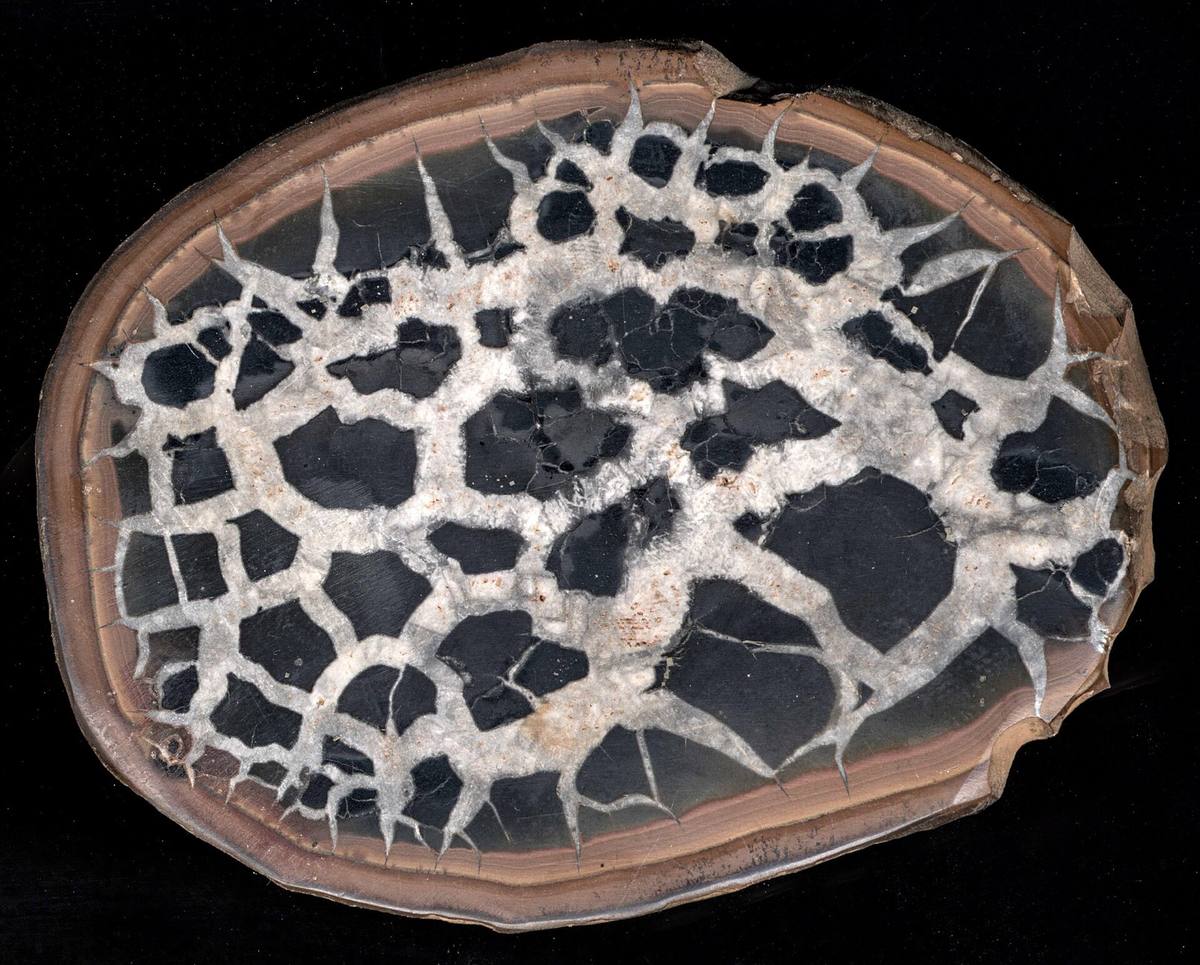 Septarian Nodule