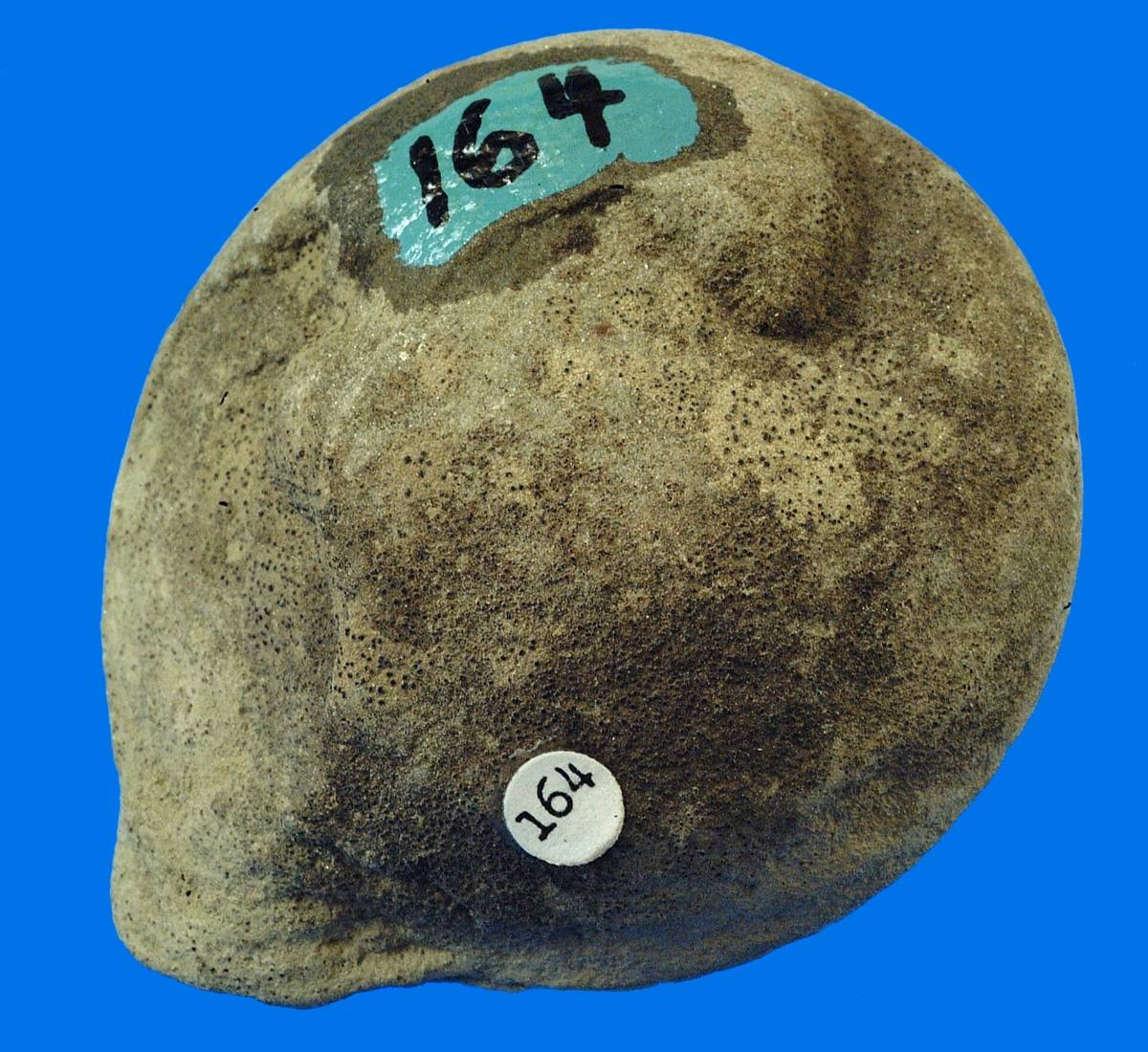 Clay ironstone (siderite) concretion of the Mazon Creek type, Illinois