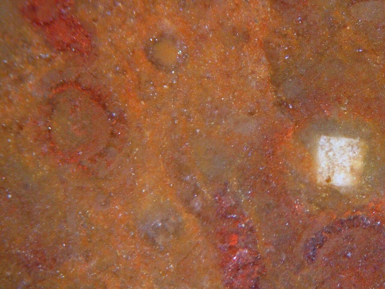 Silicified Algae fossil