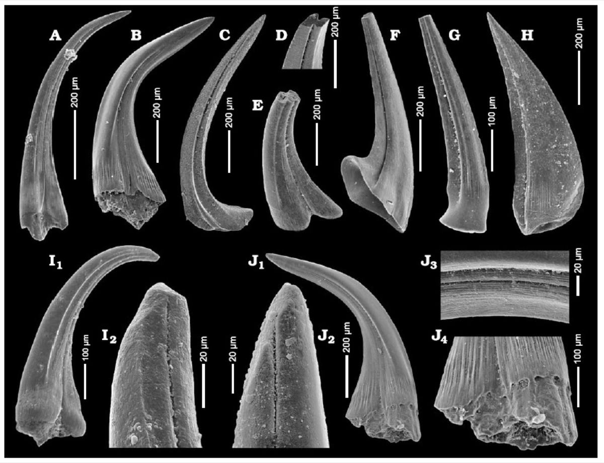 Silicified Conodont