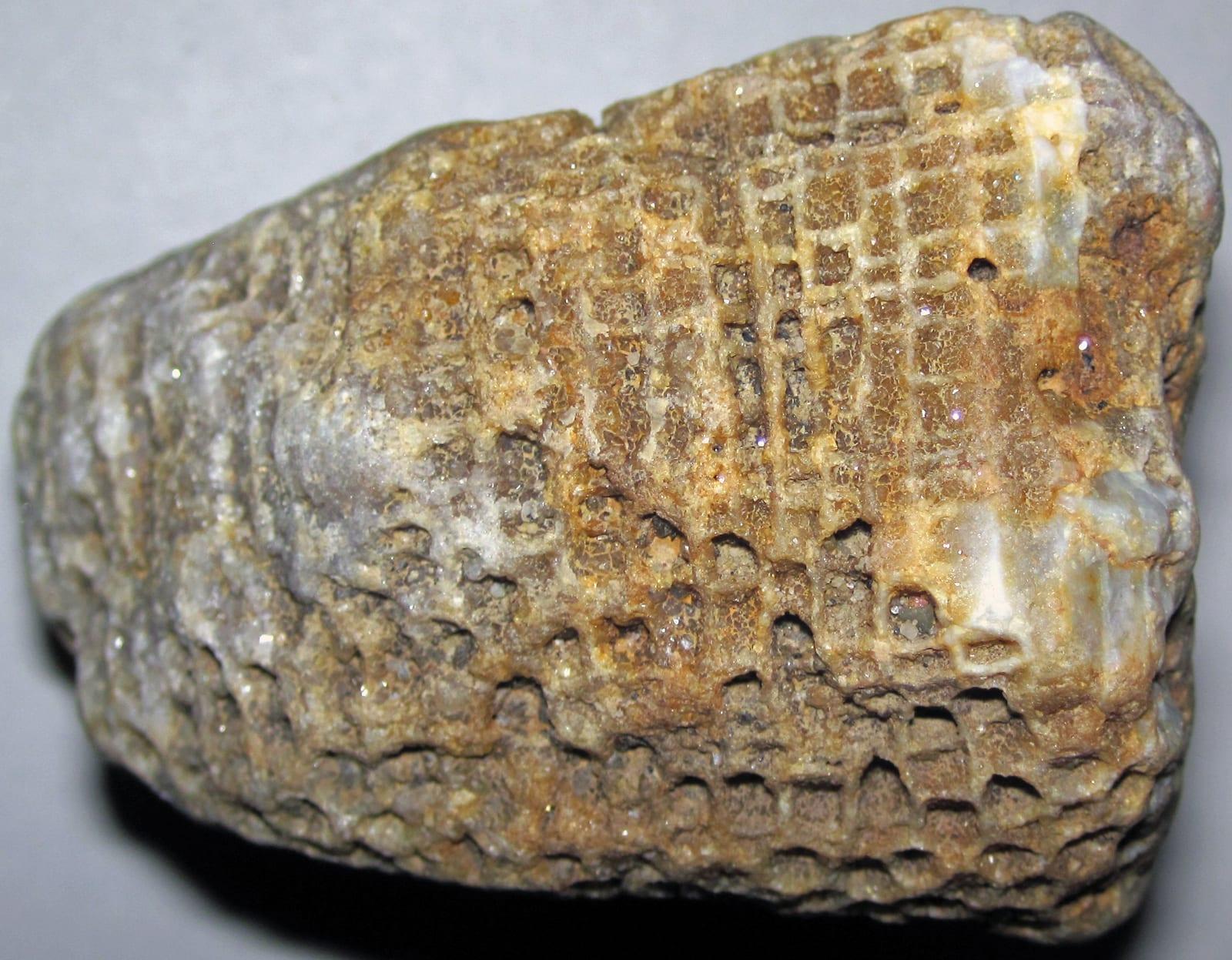 Silicified Coral fossil, Silicified favositid coral (Middle Paleozoic; Salt Creek gravel bar clast, Haynes, Ohio, USA)