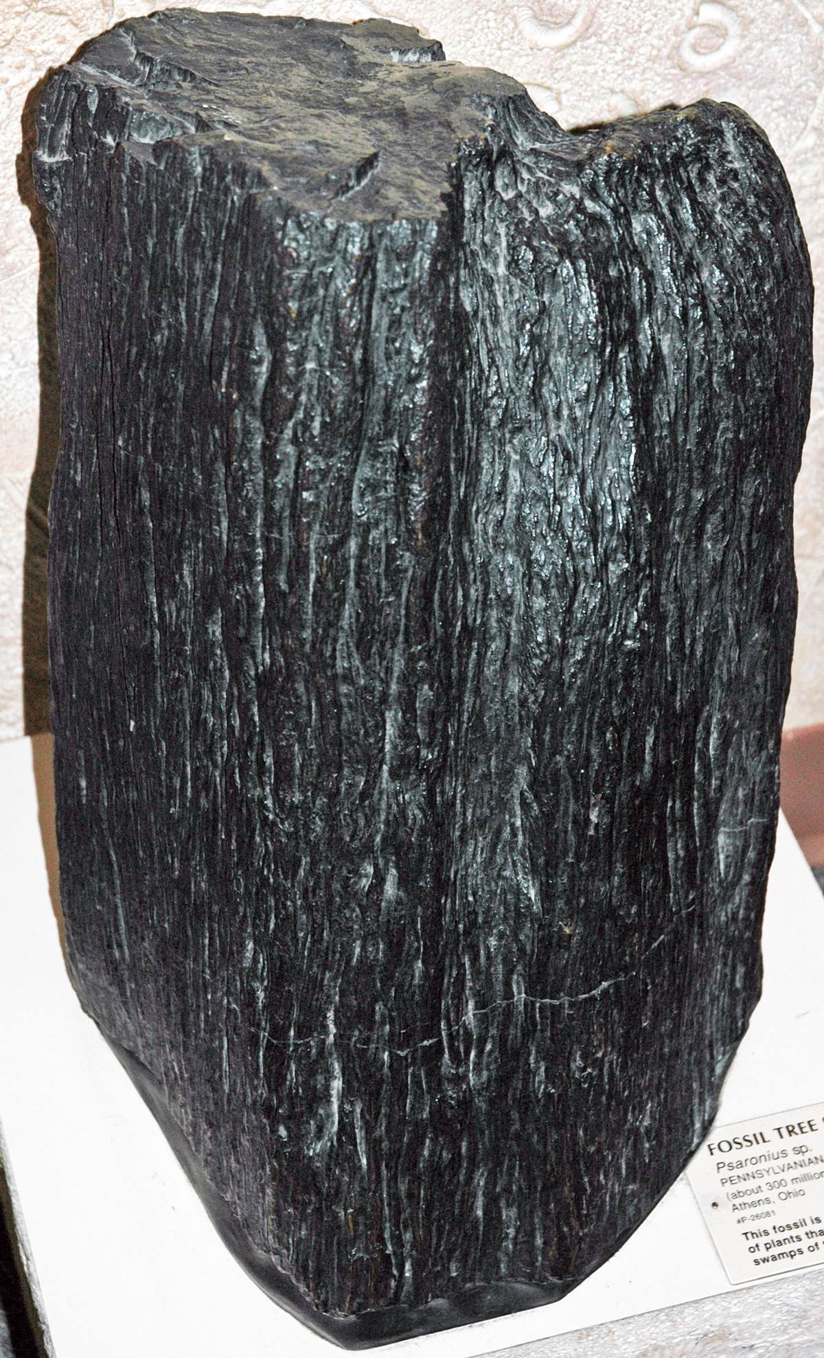 Silicified Ferns fossil