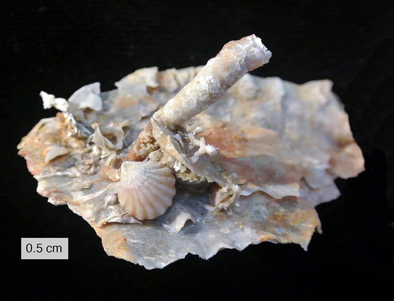 Silicified Fossils fossil