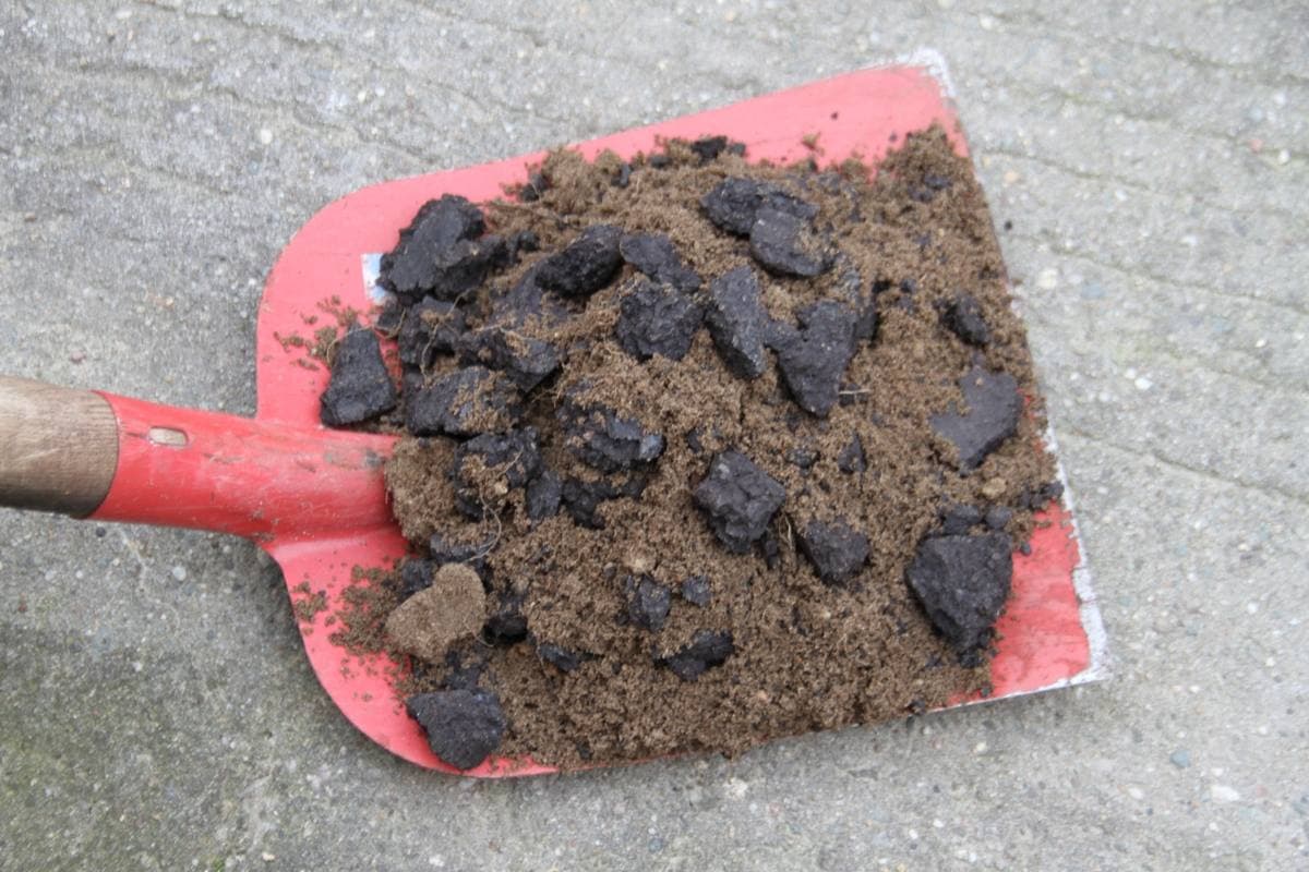 Silicified Lignite fossil