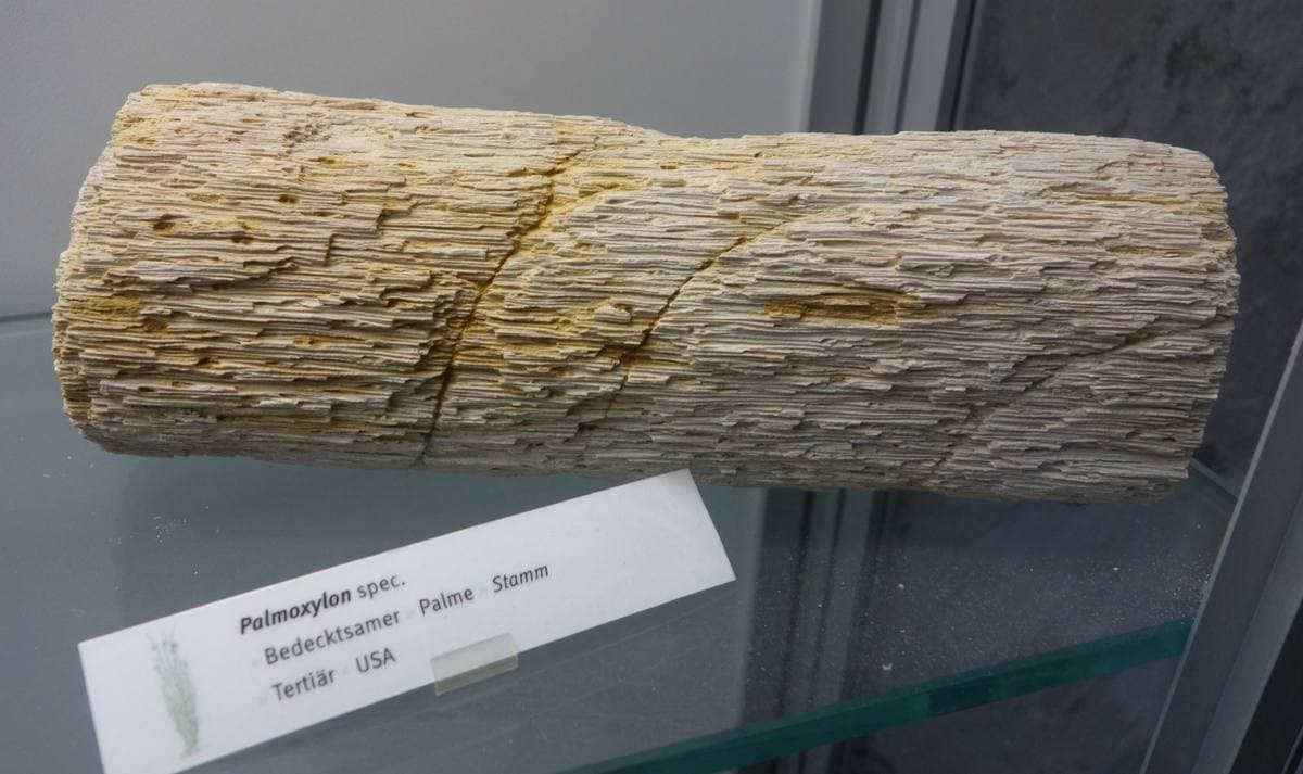 Silicified Palm Wood fossil