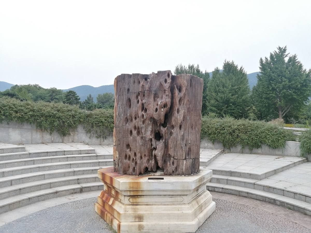 Silicified Wood fossil
